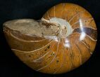 Nautilus Fossil From Madagascar - #6037-1